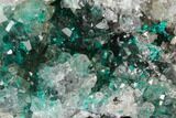 Dioptase Crystals on Quartz - Kimbedi, Congo #148472-2